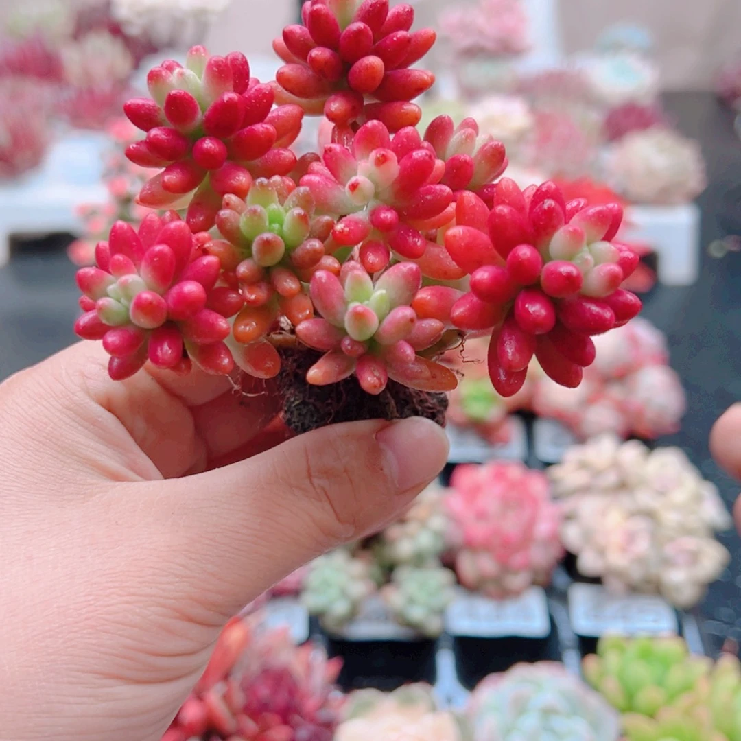 无土栽培多肉植物