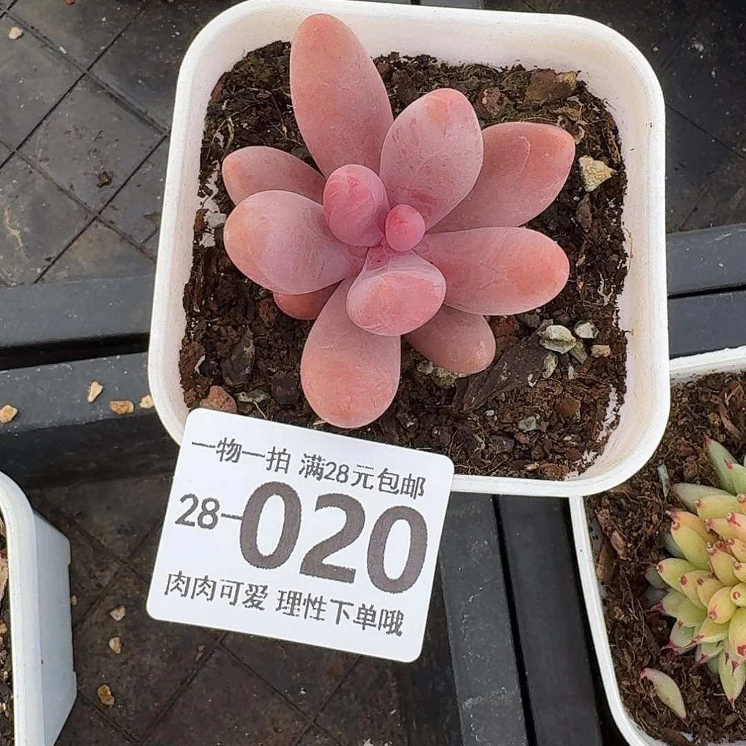 红手指无盆土发货