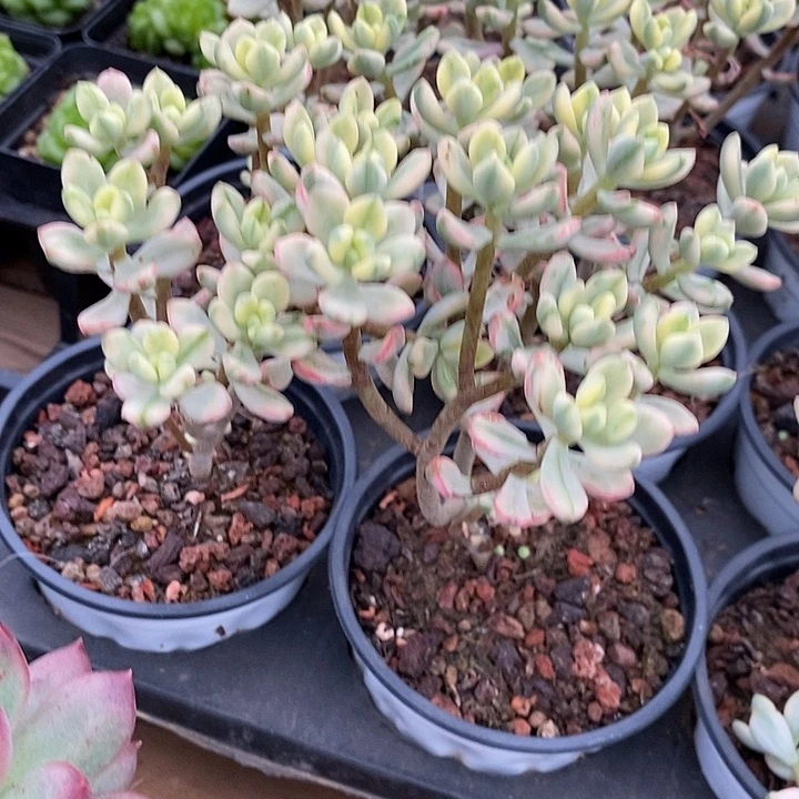 糖果米奇锦福利去拍