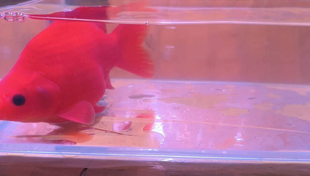 金鱼品相自鉴全场包邮