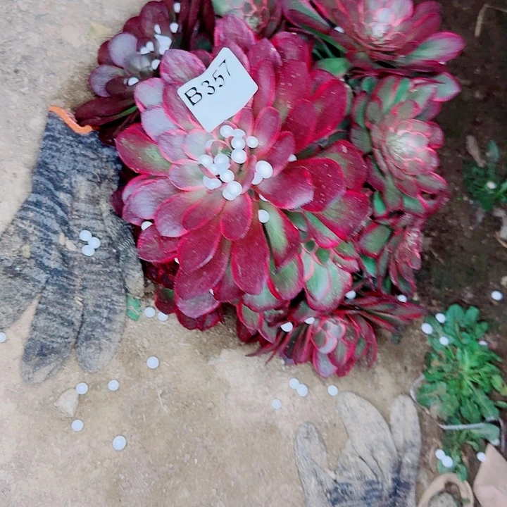 粉花妖357无售后