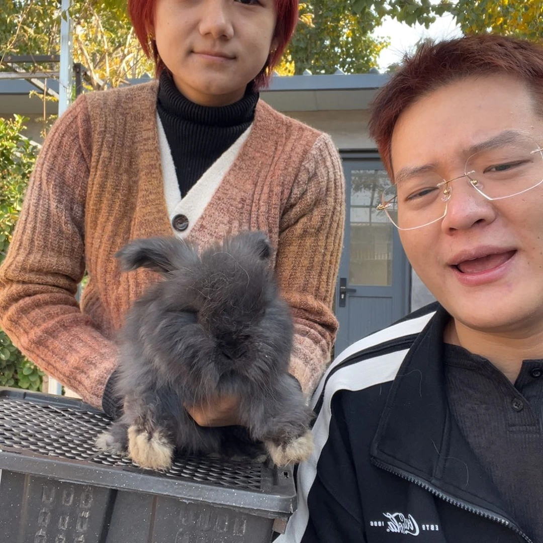 双血统英系安拉兔子