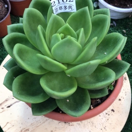 翠花，2162，一物一拍