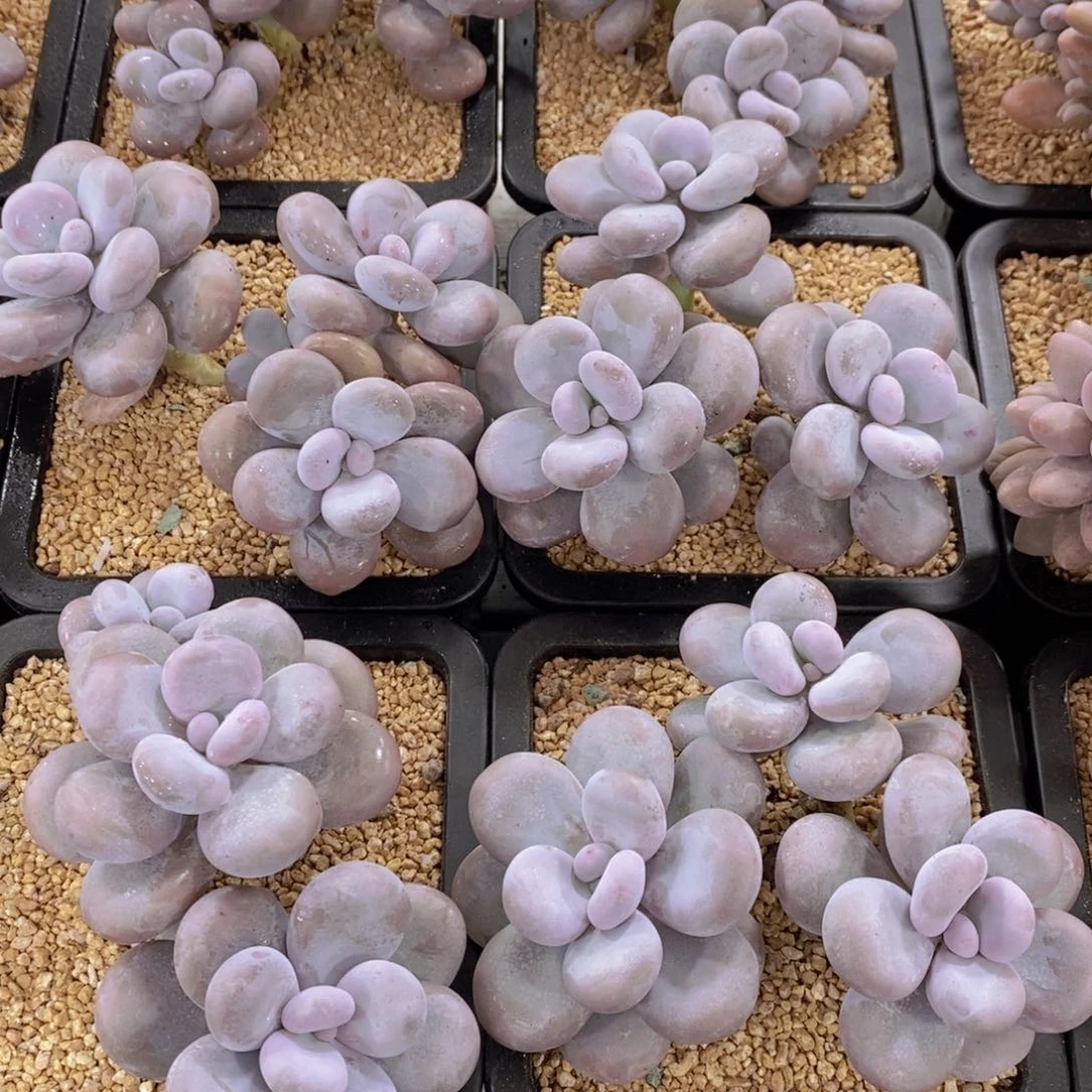 量拍6号 精品大母本原始奶酪群一个