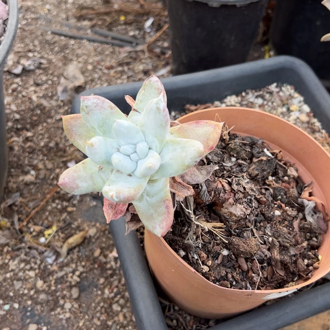 单头拇指瑕疵哈哈哈哈哈多肉