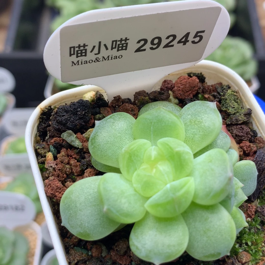 多肉植物杂交珍妮