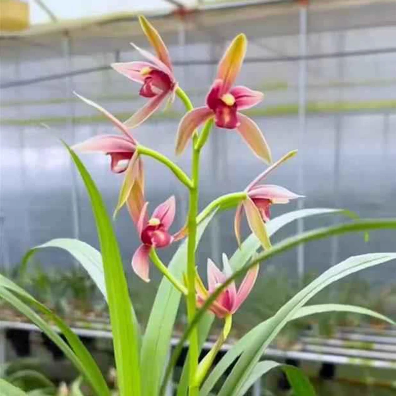 兰花直播建兰【仙山红】花卉绿植盆栽国兰草四季开花卉批发阳台盆景