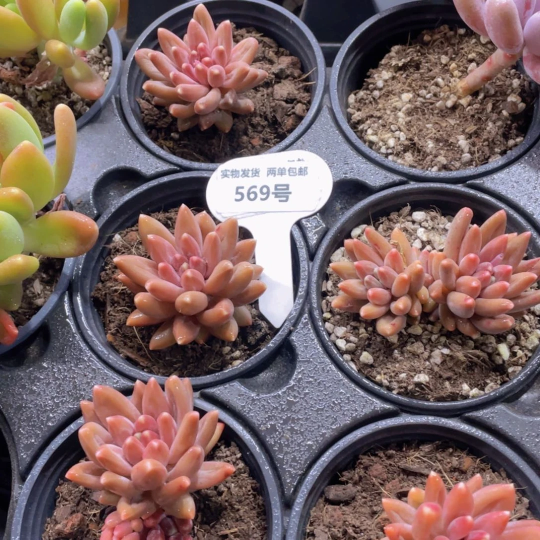 569号 全状态乌拉克拉福利一个