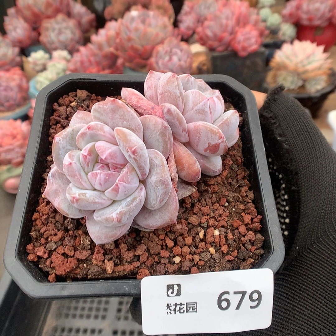 679星影多肉植物6666