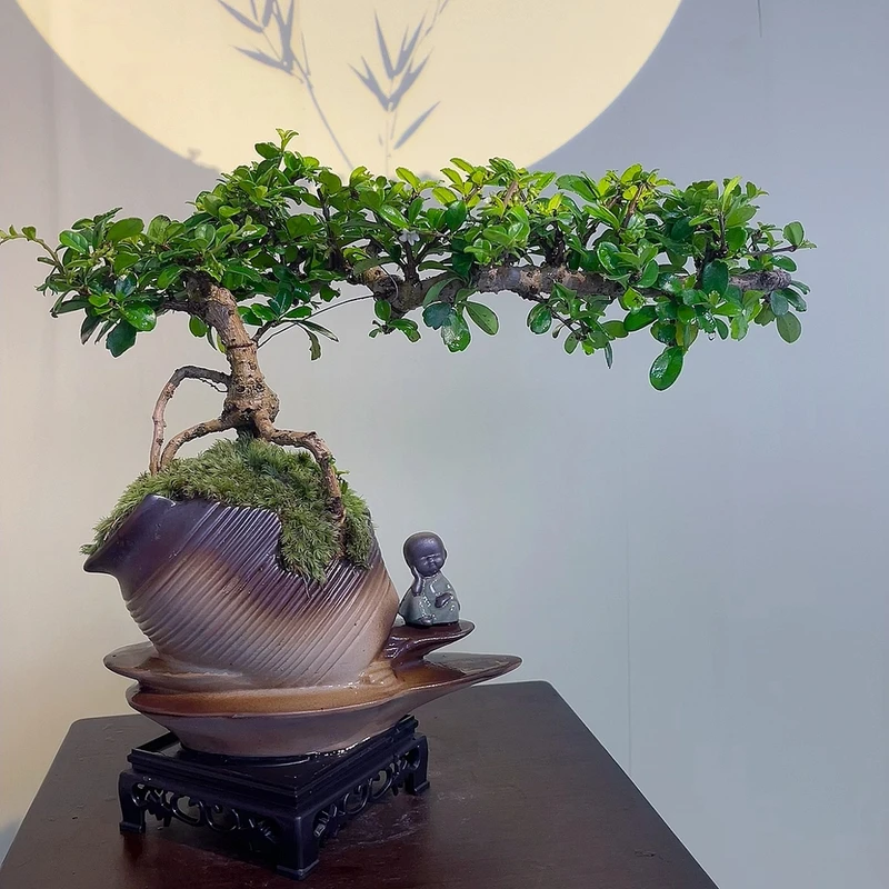 福建茶盆景老桩悬崖造型盆栽客厅绿植书房桌攀枝花禅意绿色植物