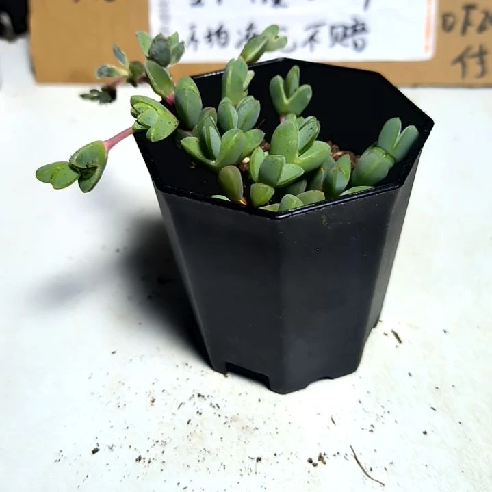 满6元包邮，碧玉莲八角盆