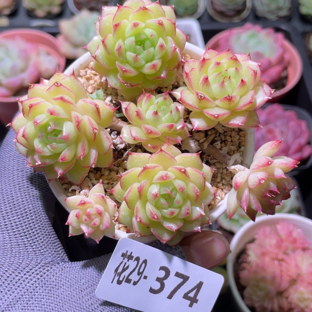 花利美29-374海王群