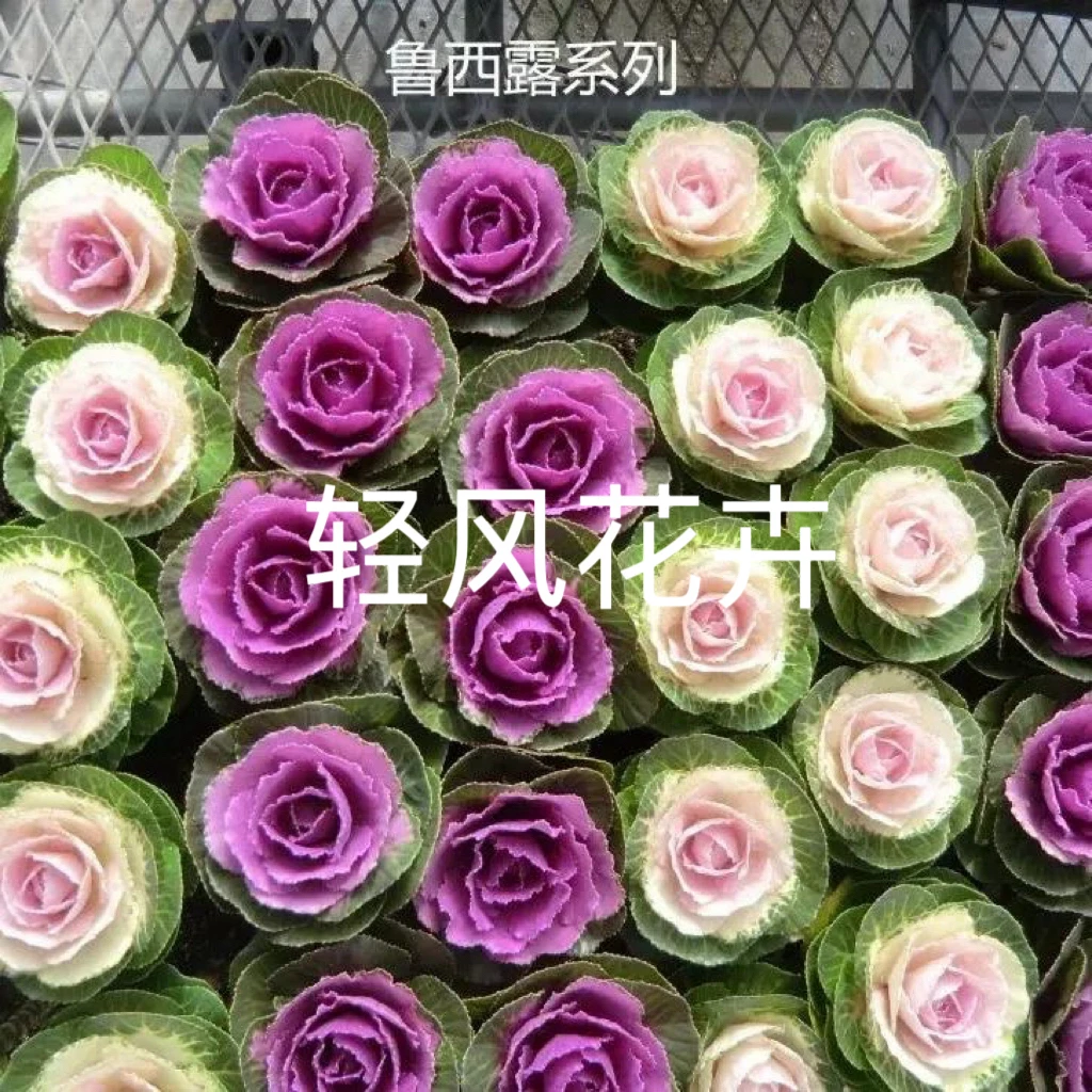 鲁西露3头玫瑰甘蓝耐零下低温室外花卉盆栽耐养易活