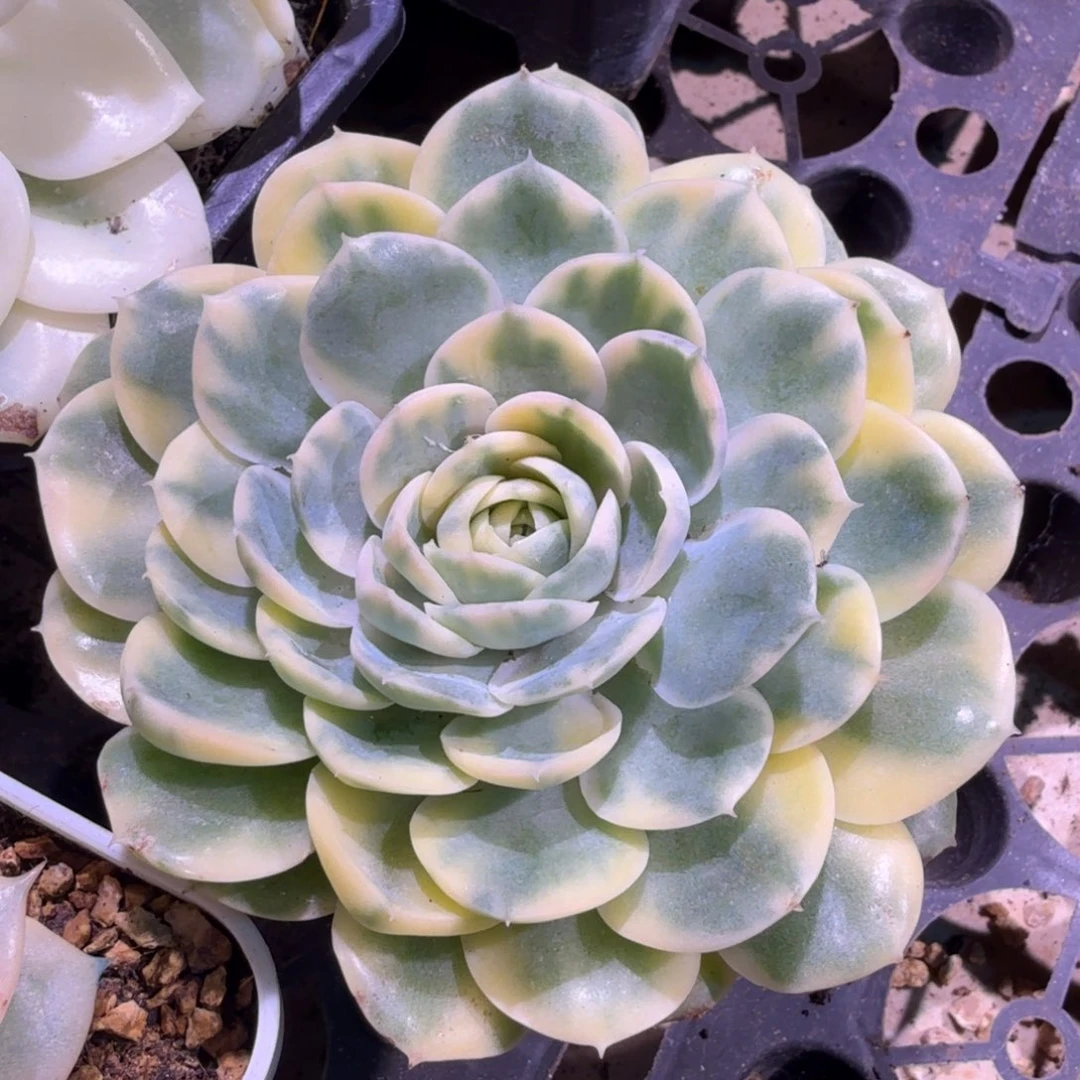 彩锦昂斯诺锦一颗多肉锦