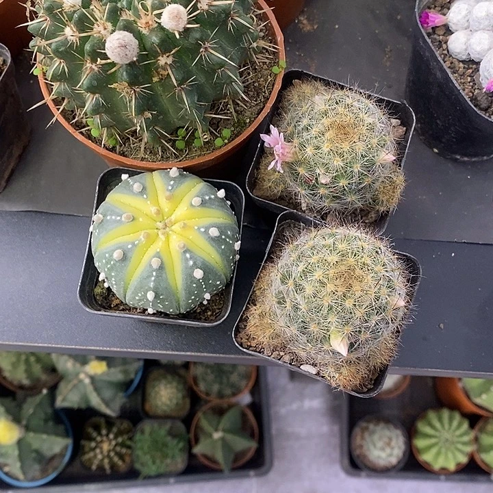 忙*盲一物一拍四颗仙人球