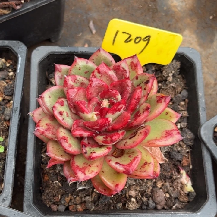 .***肉1209多肉5888878878888