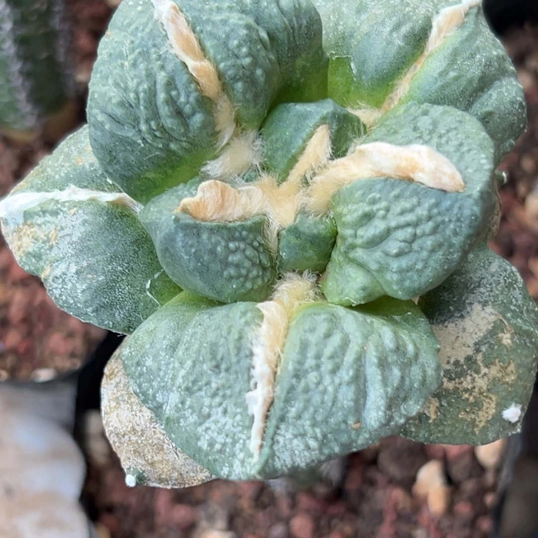 678 仙人球的比赛将