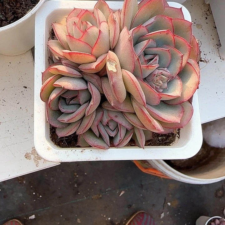 青蛙王子儿童牙膏111