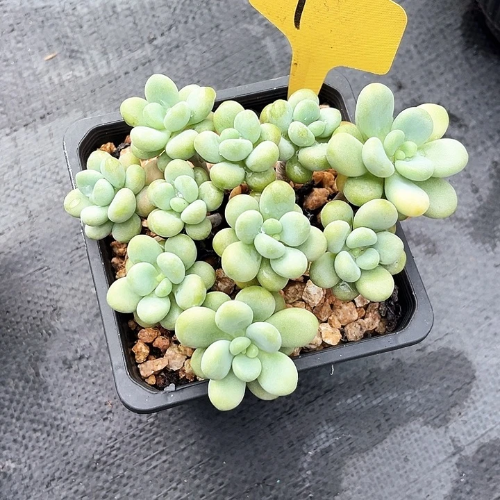 收***答香水落砷1号码牌子的话