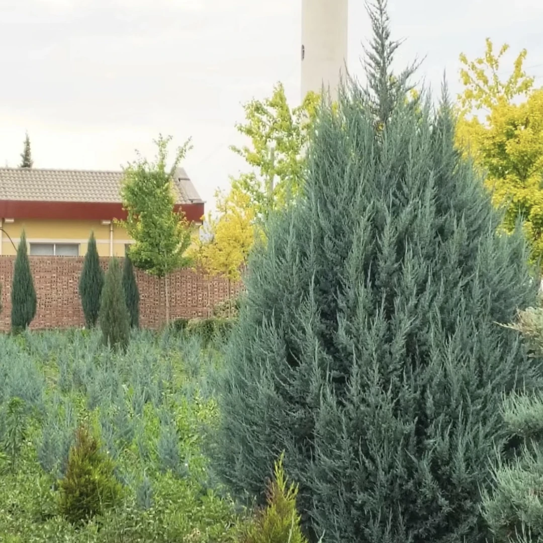 落基山圆柏 蓝色天空 蓝箭柏 四季常青 多年生耐寒阳台花园庭院
