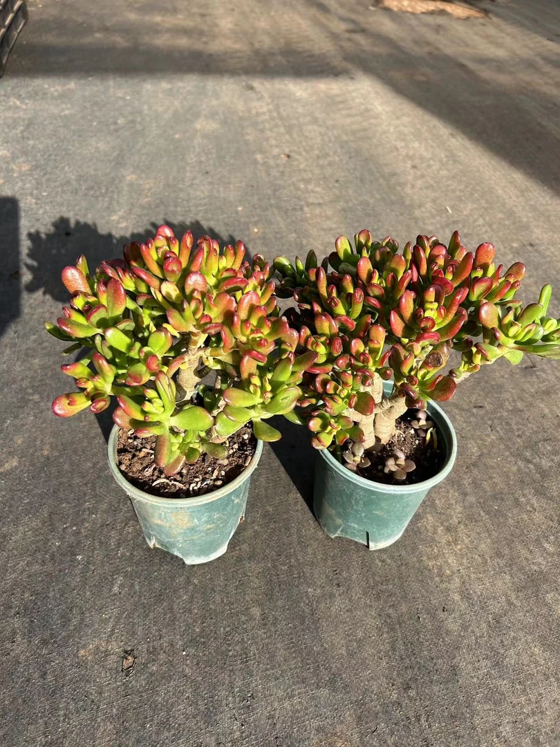 新人福利 招财猫拍一发二   新手必备   老手必养    多肉绿植