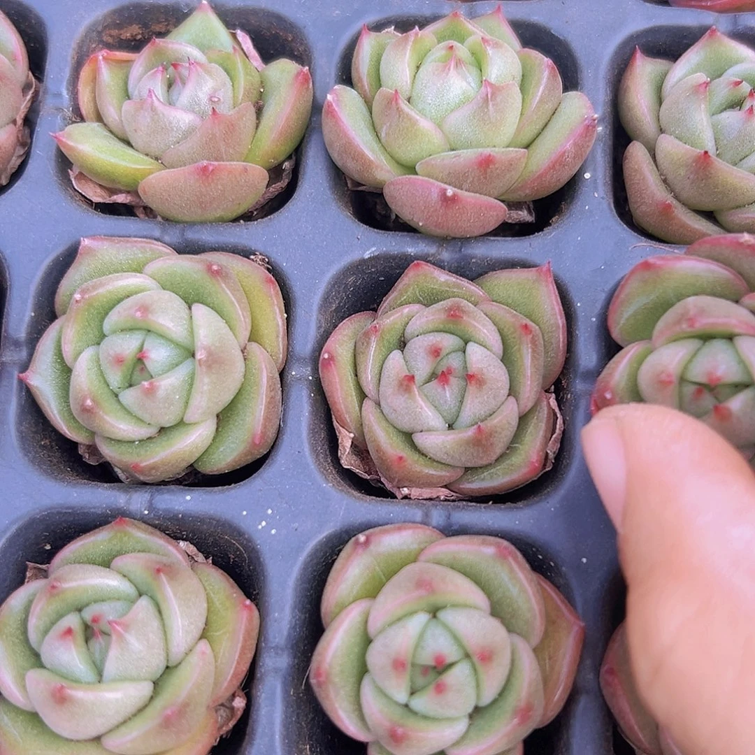 冰宝龙苗5颗多肉植物