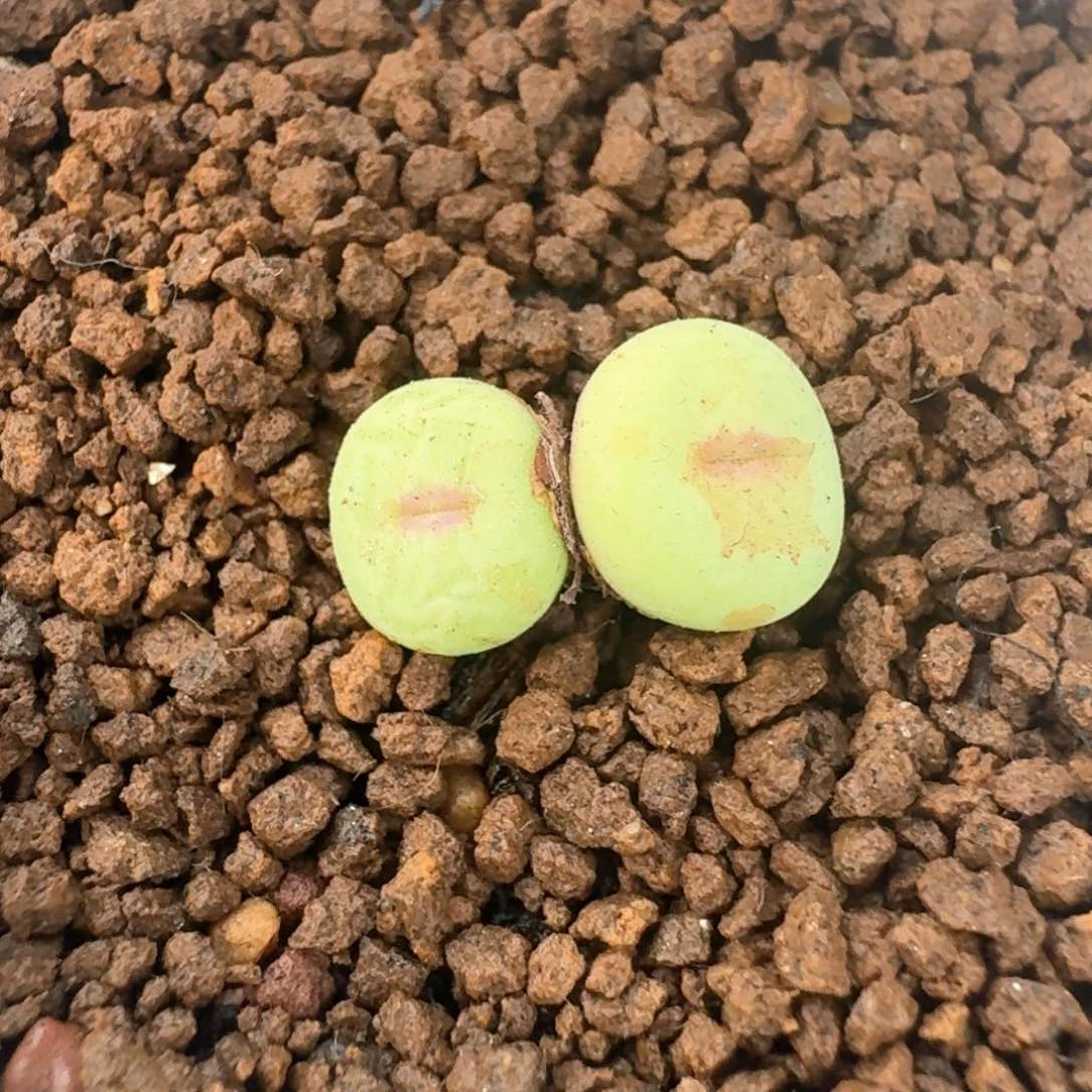 152中嘴脱土发货0000