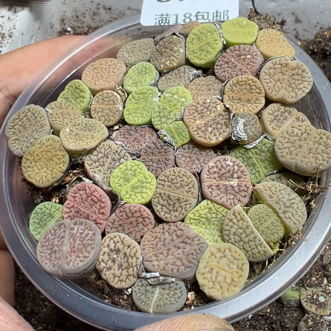 【闪购商品】 871。