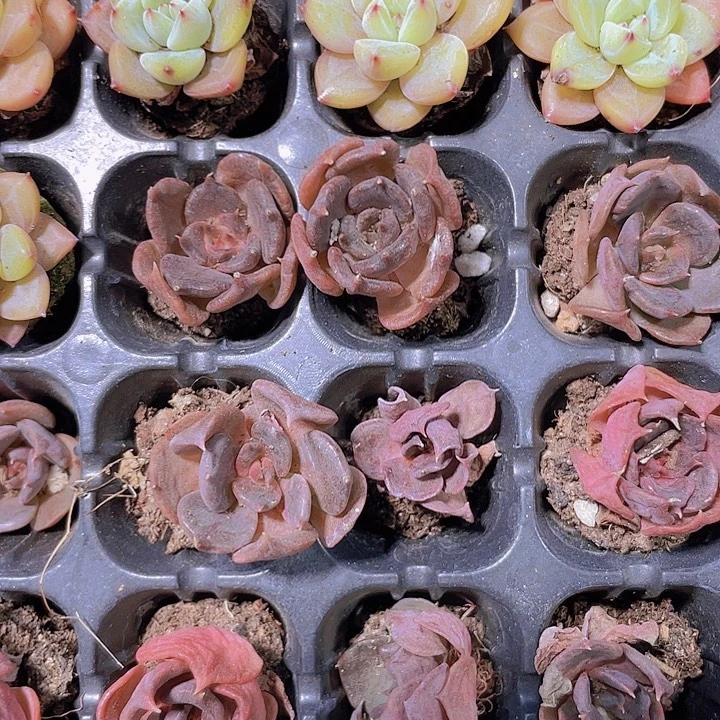 缺水黑饺子皮【满10颗包邮】