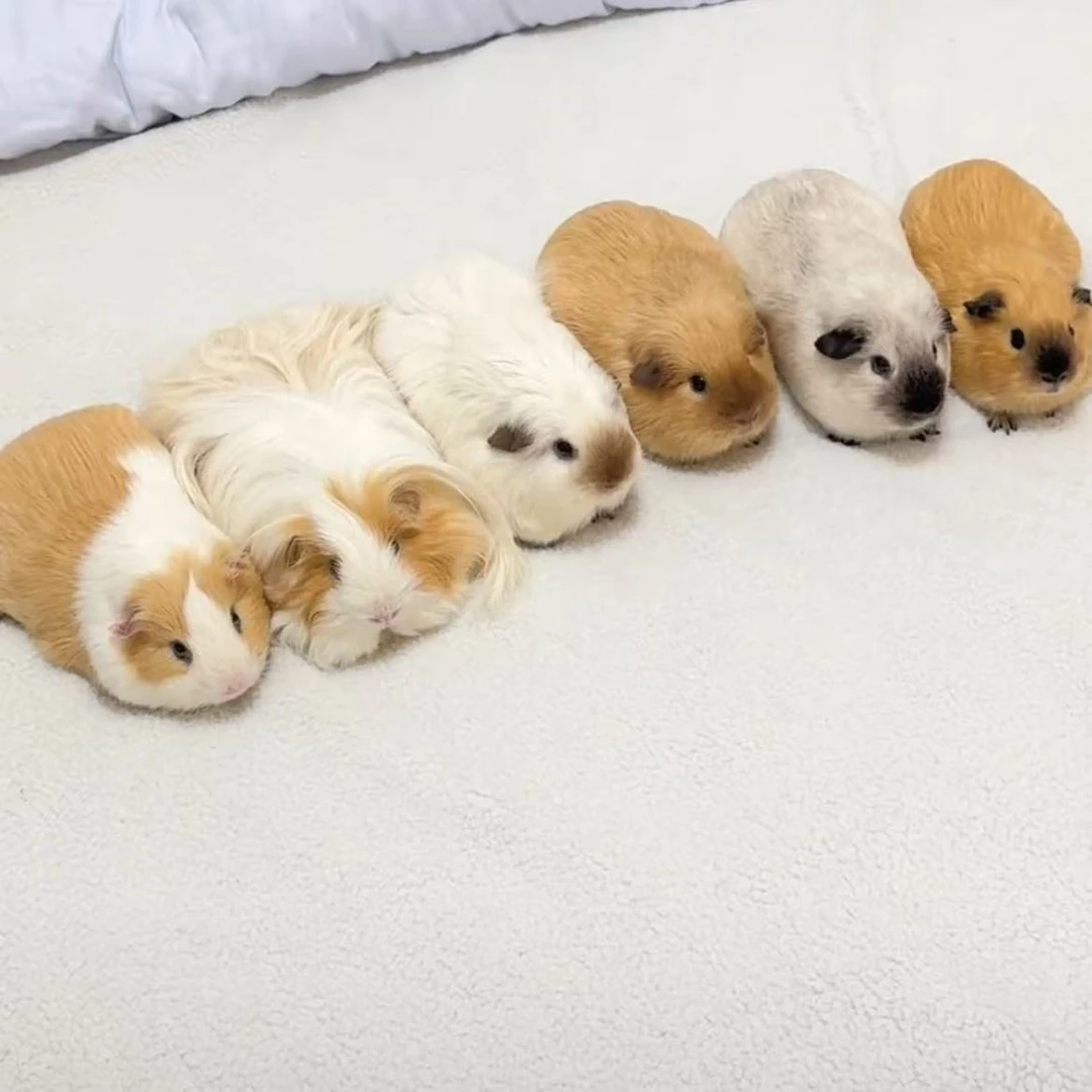 萌宠荷兰猪 美泰 加州 英短 豚鼠 包邮包活直播间指定一物一拍