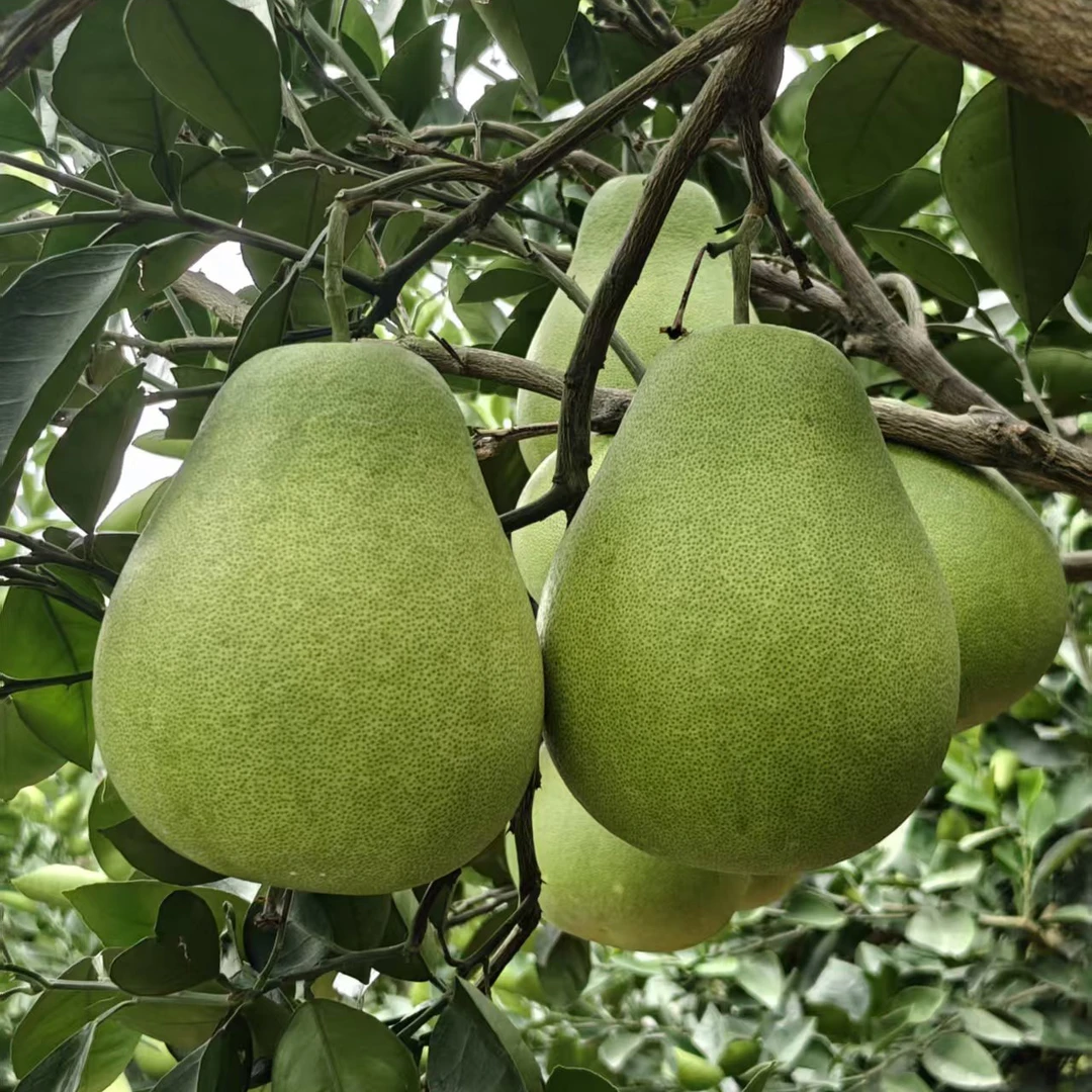 【顺丰包邮】湖南怀化冰糖柚当季新鲜安江柚老树小药柚多汁爽口水果湖南省