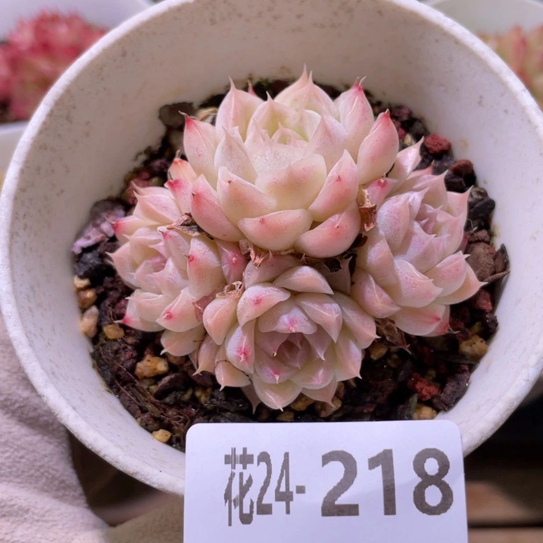 花利美24-218麦秆群