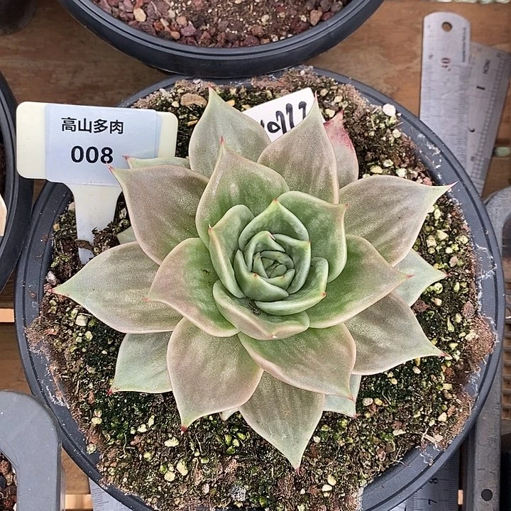 08直播福利虎皮星星锦14