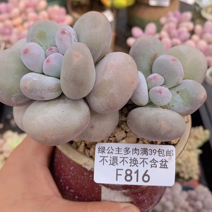 大叶奶11cm816多肉植物
