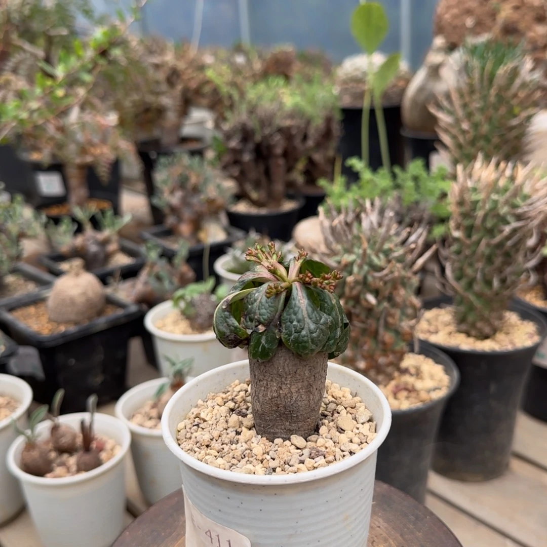 411鬼笑大戟块根植物