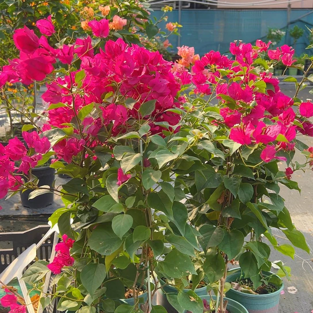 当前无花栽培后可以开花黑玫瑰带竹一棵