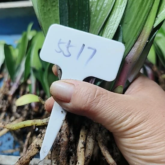 珠***雨完全开放1111111111