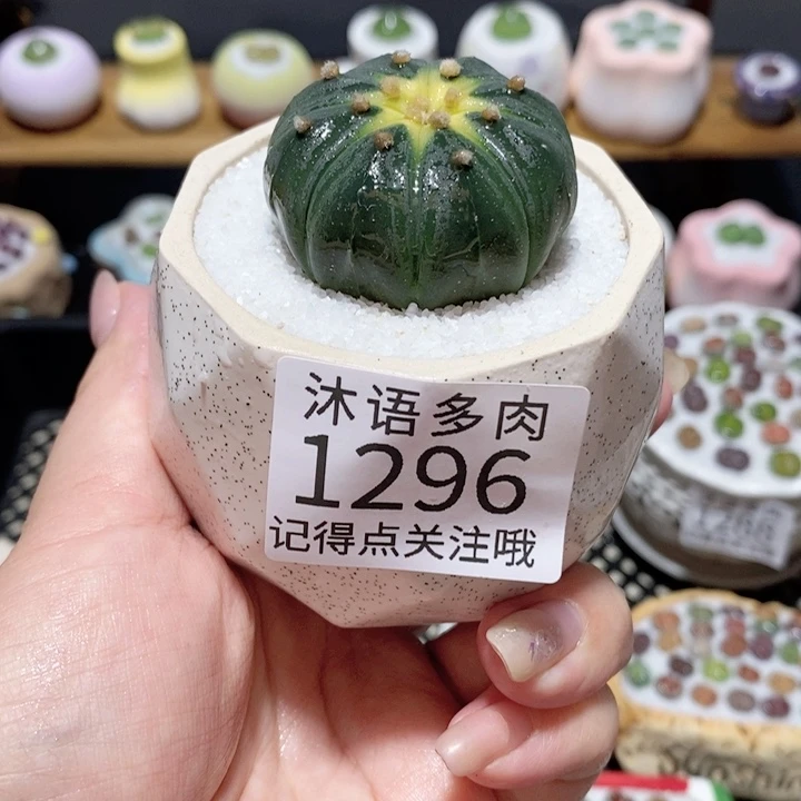 带盆土植物 一物一拍 1296