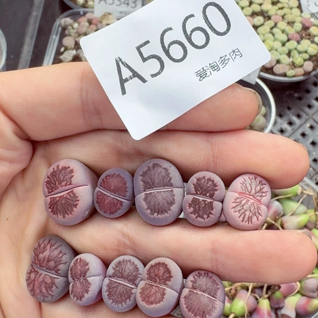 5660—生石花 生石花