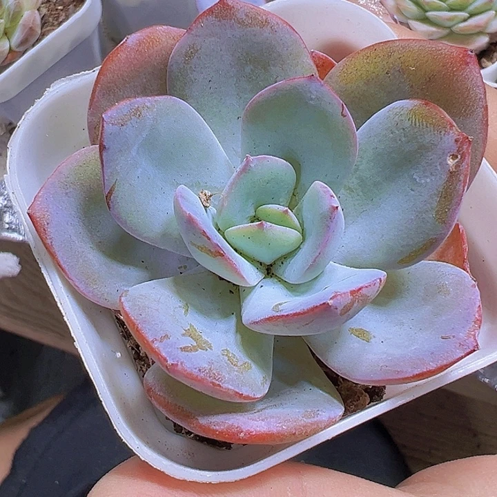 布鲁兰19包邮多肉植物