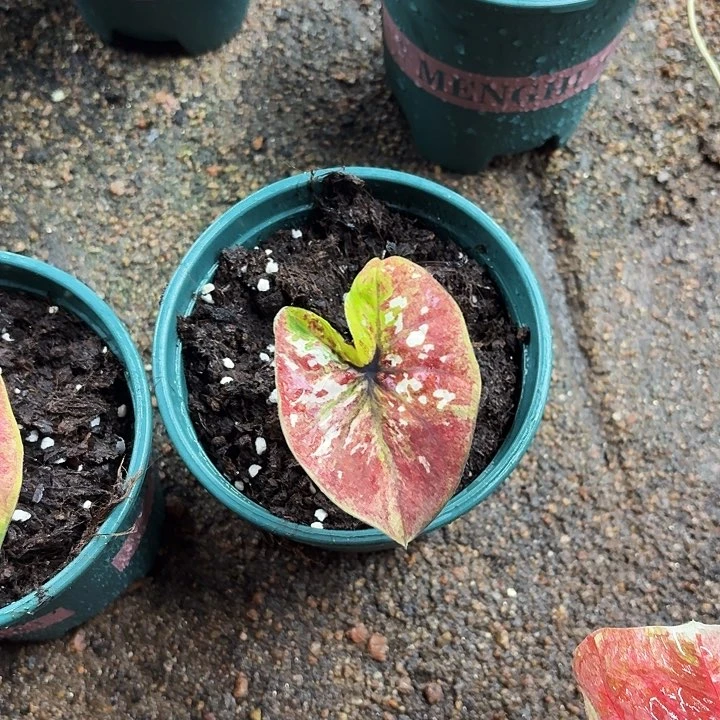 不开花植物泰彩ss实生
