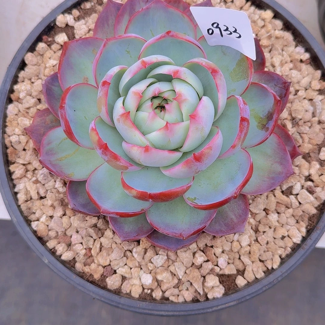 宝***太0933惊鸿仙子多肉植物