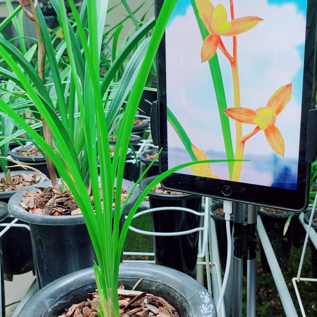 当前无花栽培后可以开花