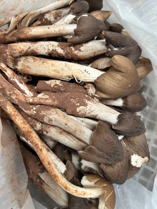 云南新鲜野生鸡枞菌黑帽鸡枞火把鸡枞煲汤食材顺丰包邮