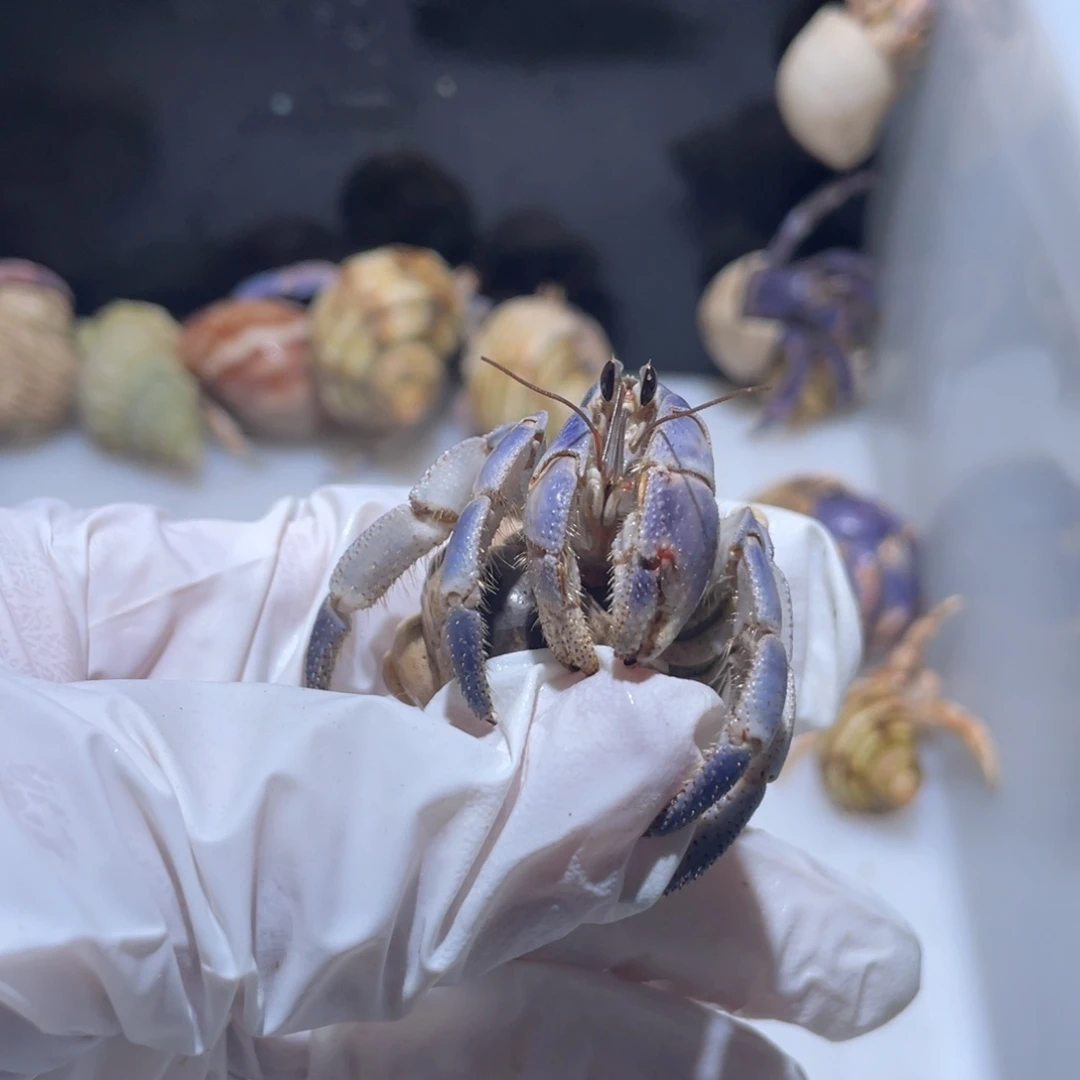 A6 紫陆2.0口蓝色