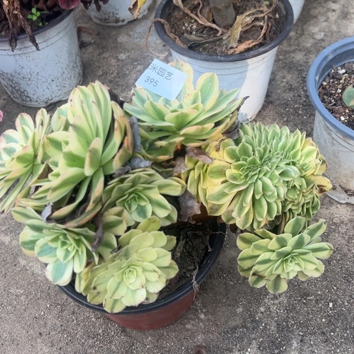 雨荷缀多肉植物395