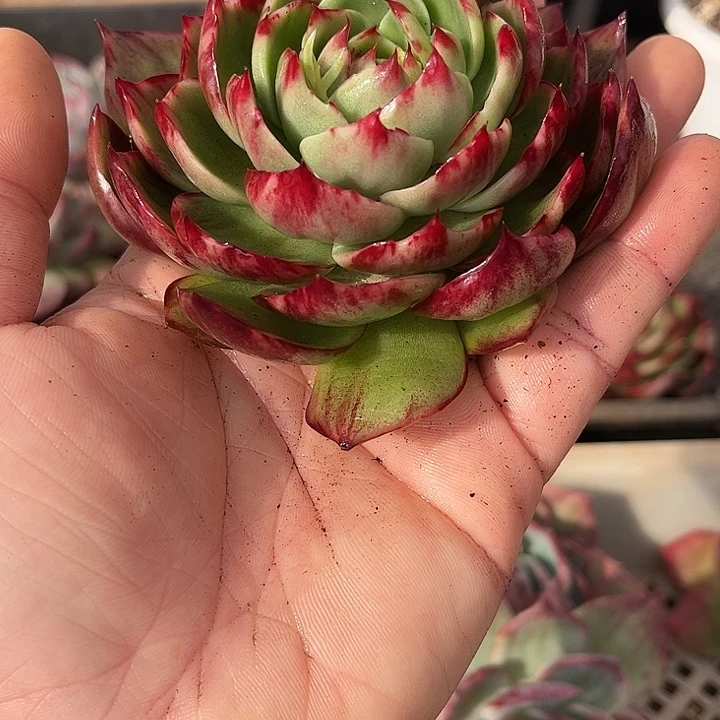 惊鸿仙子多肉植物6801