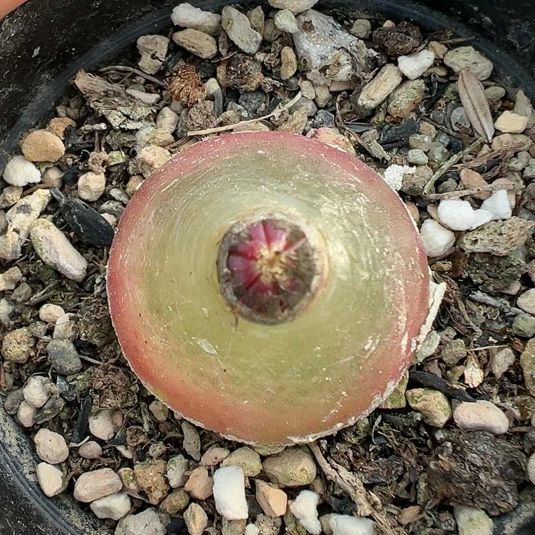 491灯泡带盆土发货