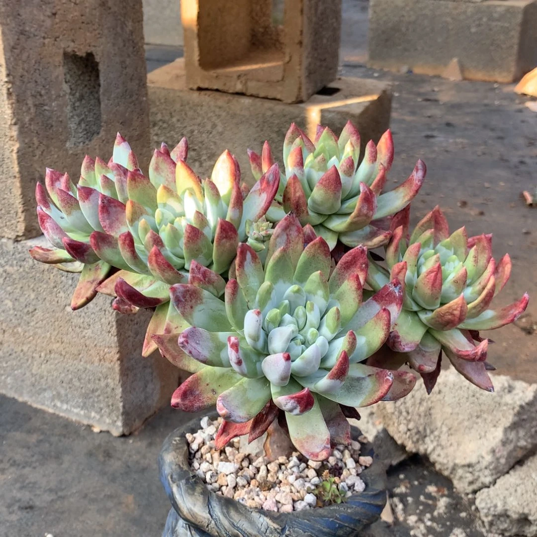 回***香帕翠莎个体，多肉植物