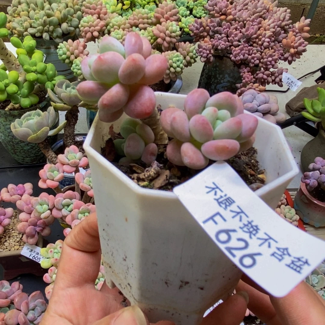 626樱花洛神5cm多肉不包整